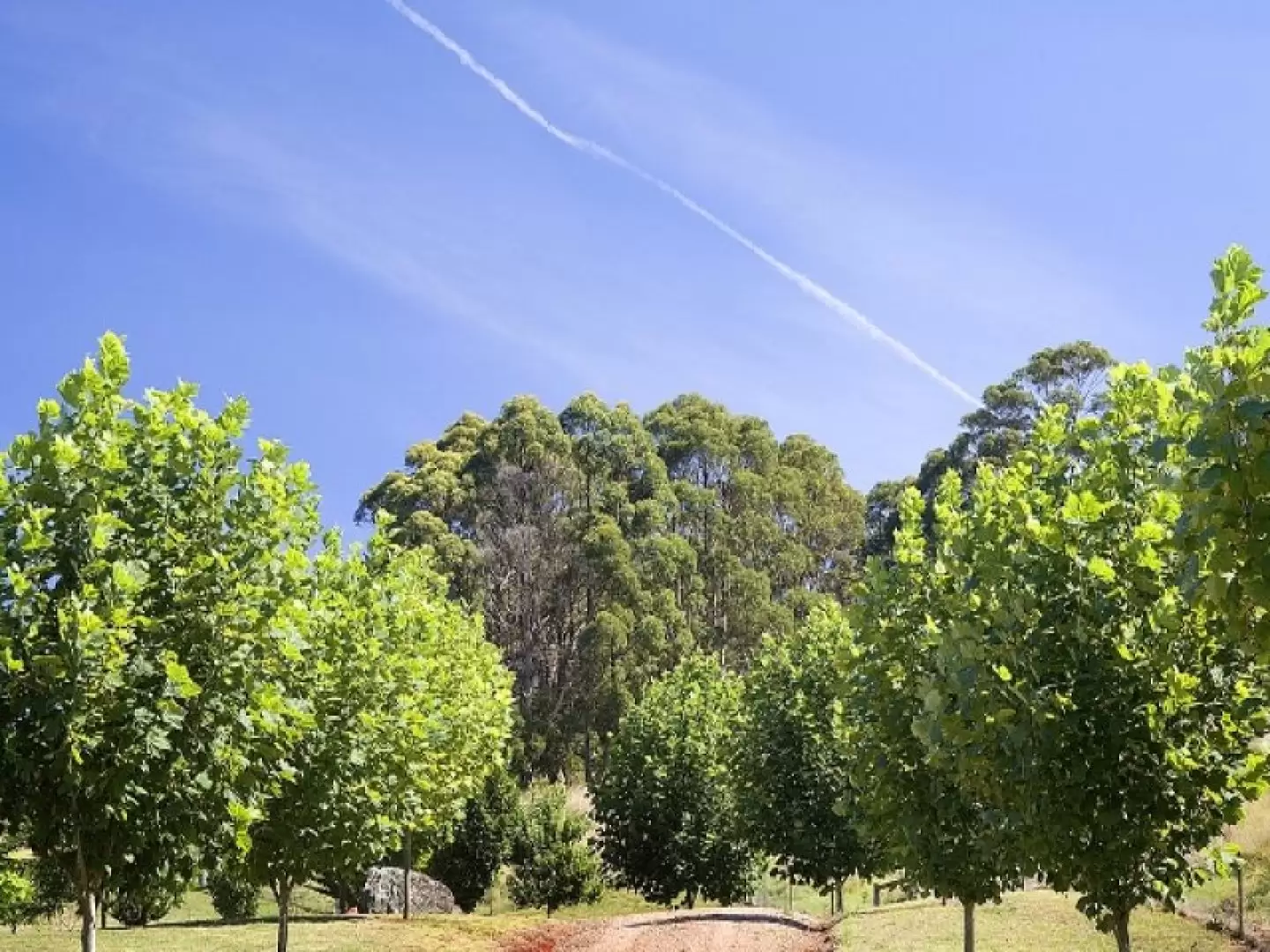 Bowral Sold by Drew Lindsay Sotheby's International Realty - image 3