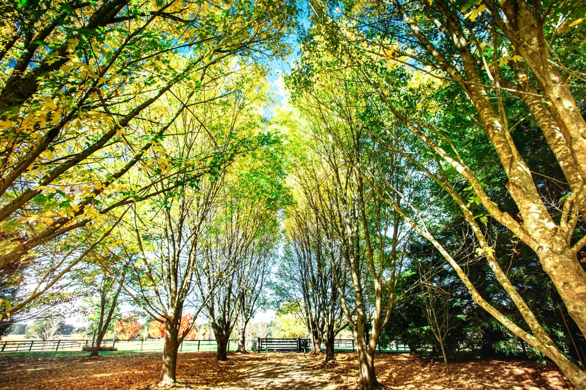 Fitzroy Falls Sold by Drew Lindsay Sotheby's International Realty - image 14