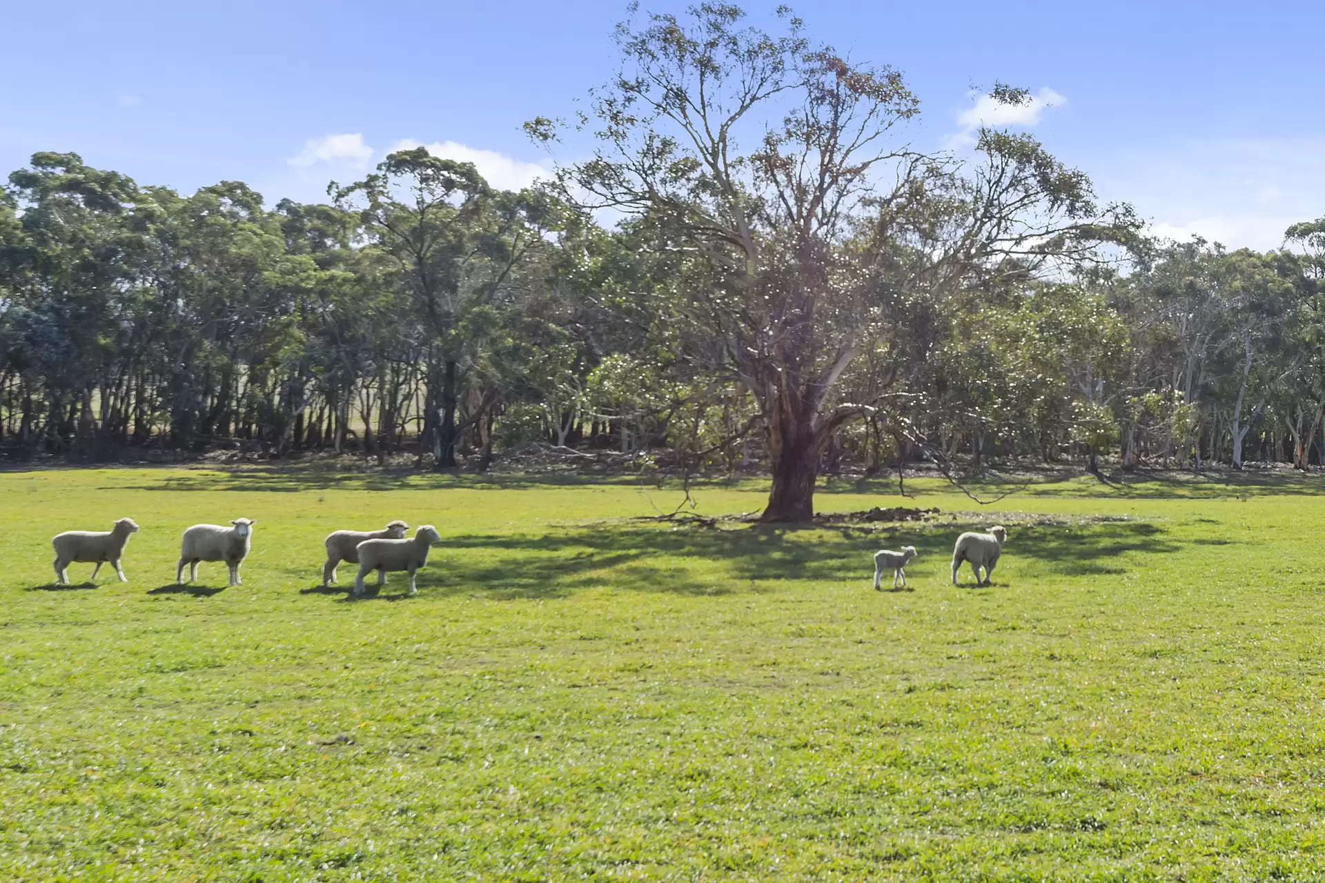 Marulan Sold by Drew Lindsay Sotheby's International Realty - image 13