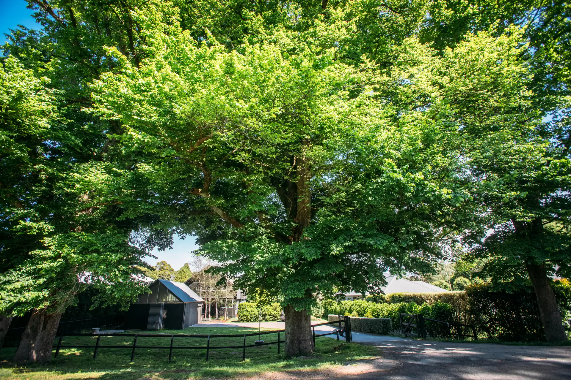 Burrawang Sold by Drew Lindsay Sotheby's International Realty - image 4