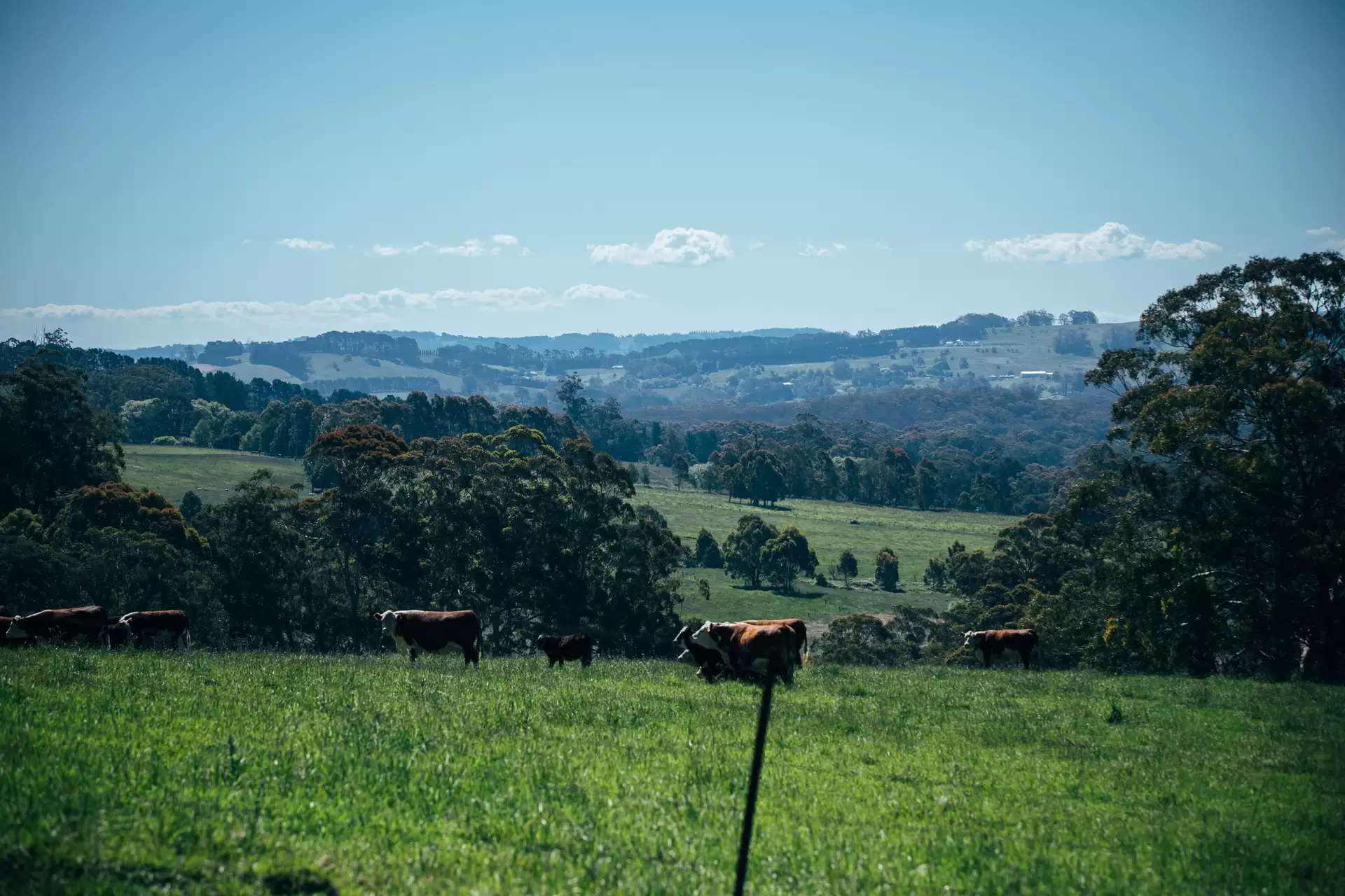 51 Widgee Waa Lane, Kangaloon Sold by Drew Lindsay Sotheby's International Realty - image 14