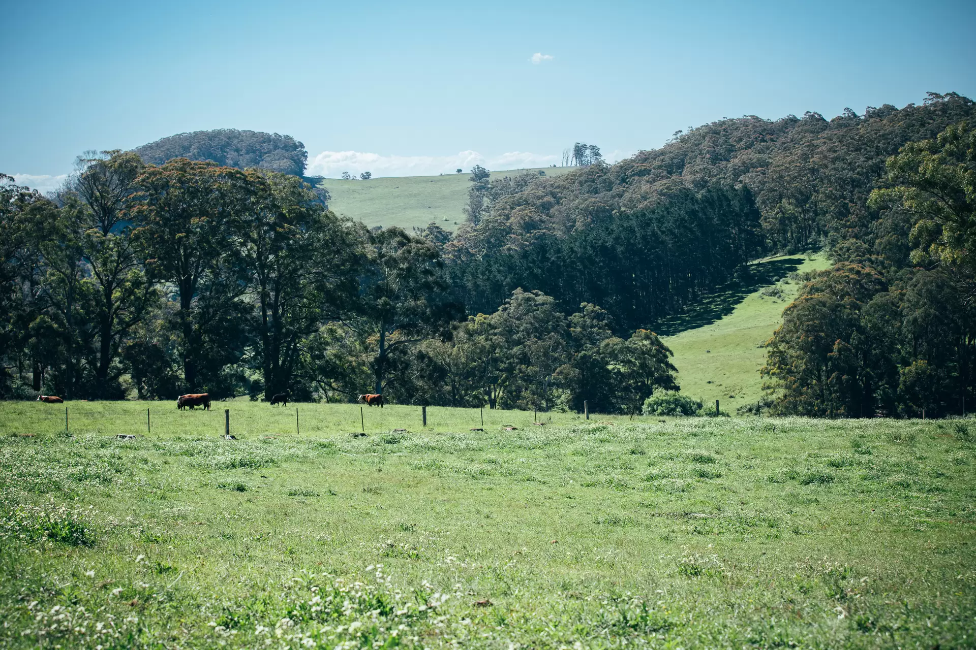 51 Widgee Waa Lane, Kangaloon Sold by Drew Lindsay Sotheby's International Realty - image 11