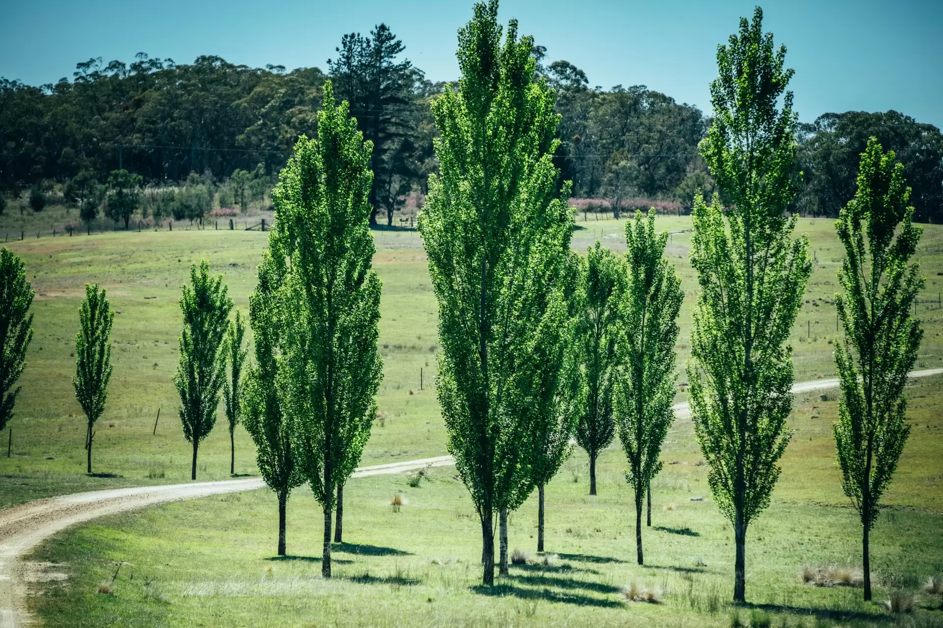 1203 Jerrara Road, Bungonia Sold by Drew Lindsay Sotheby's International Realty - image 3