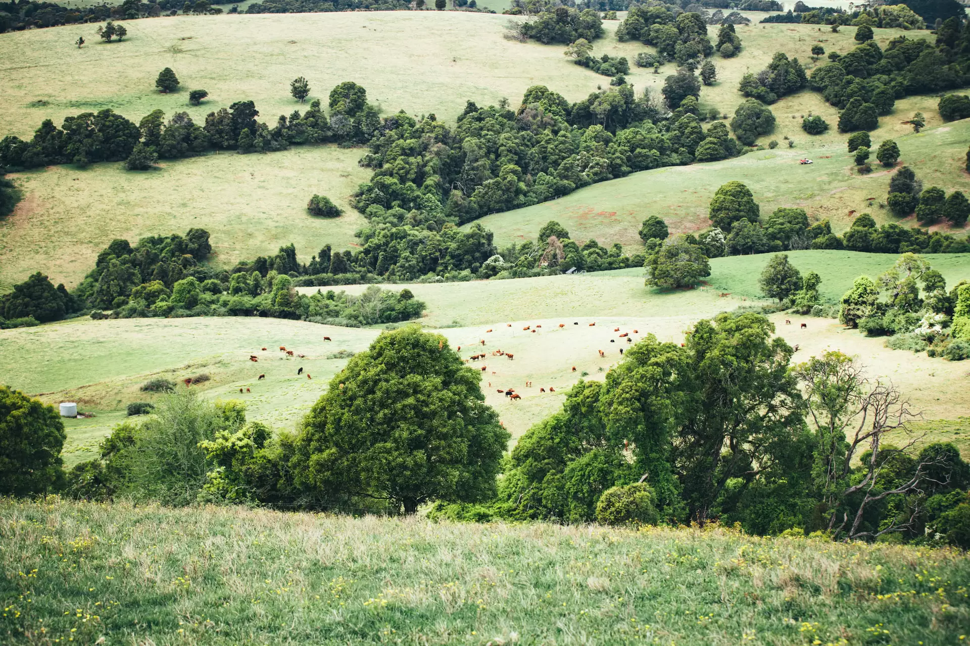 Kangaloon Sold by Drew Lindsay Sotheby's International Realty - image 10