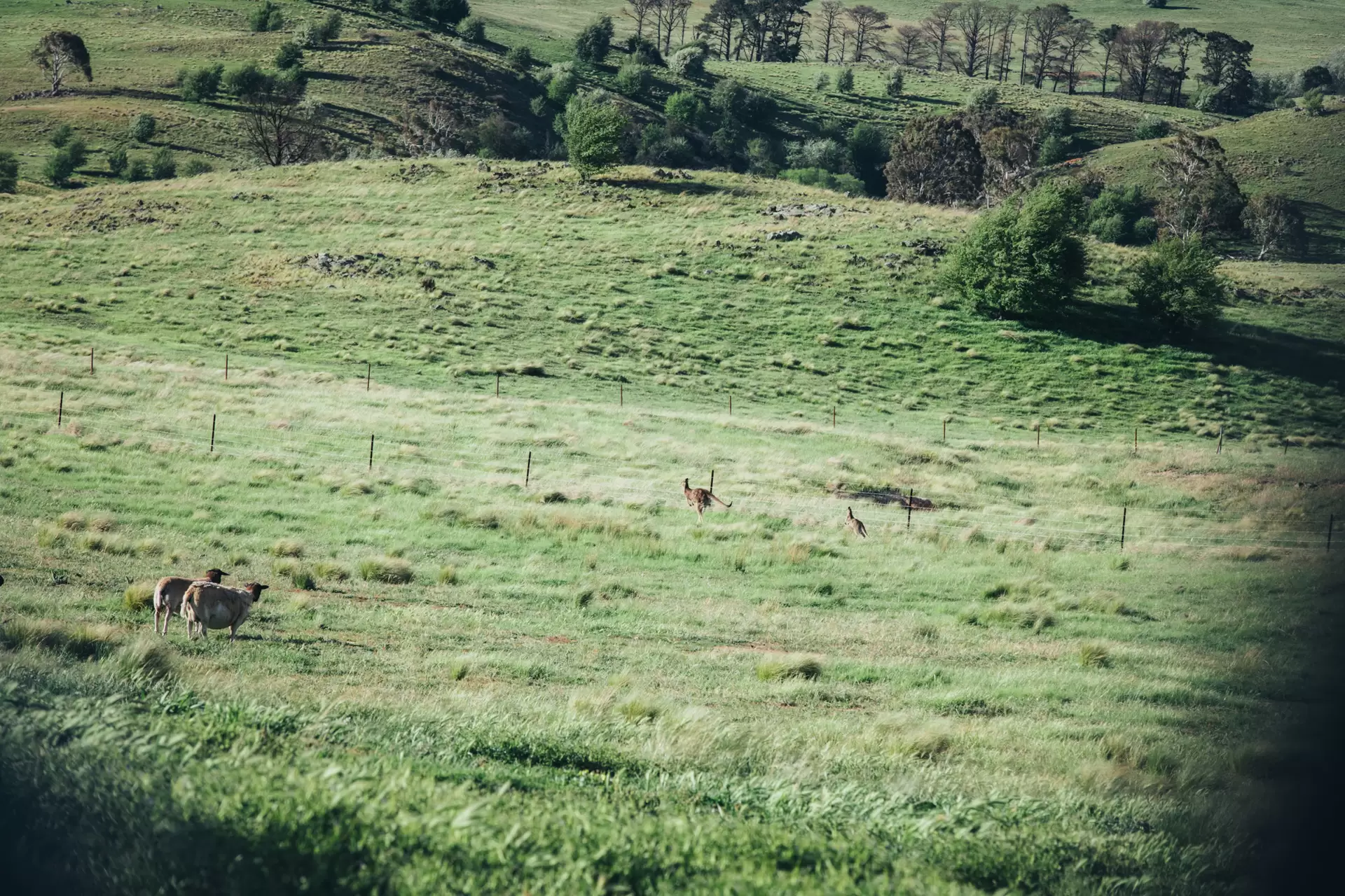 Lot 3,  The Lookdown Road, Bungonia Sold by Drew Lindsay Sotheby's International Realty - image 7