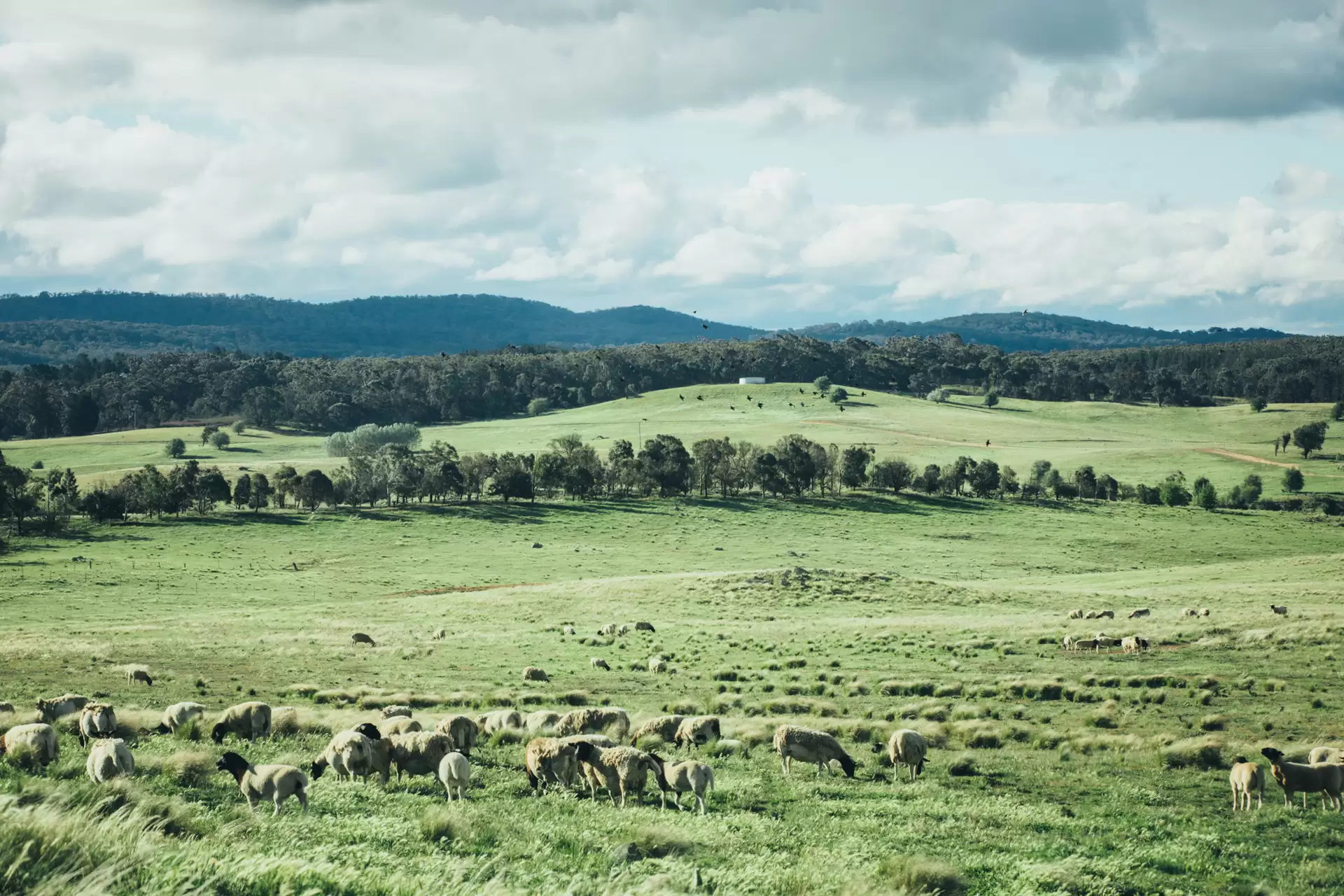 Lot 3,  The Lookdown Road, Bungonia Sold by Drew Lindsay Sotheby's International Realty - image 4