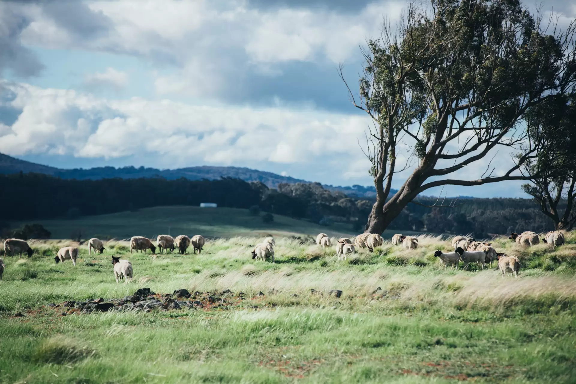 Lot 3,  The Lookdown Road, Bungonia Sold by Drew Lindsay Sotheby's International Realty - image 2