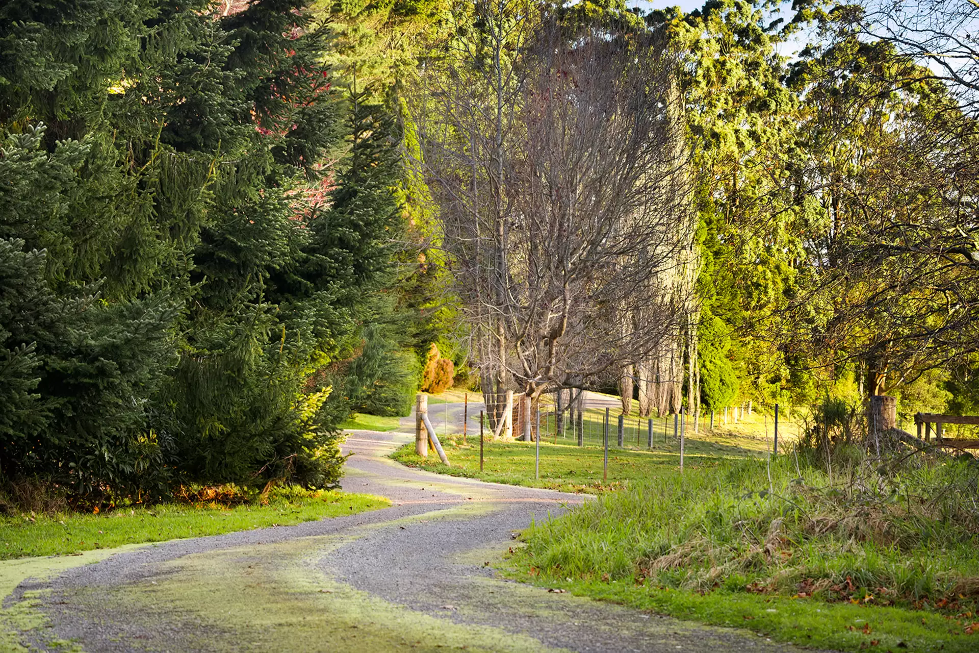 421 Myra Vale Road, Wildes Meadow For Sale by Drew Lindsay Sotheby's International Realty - image 11