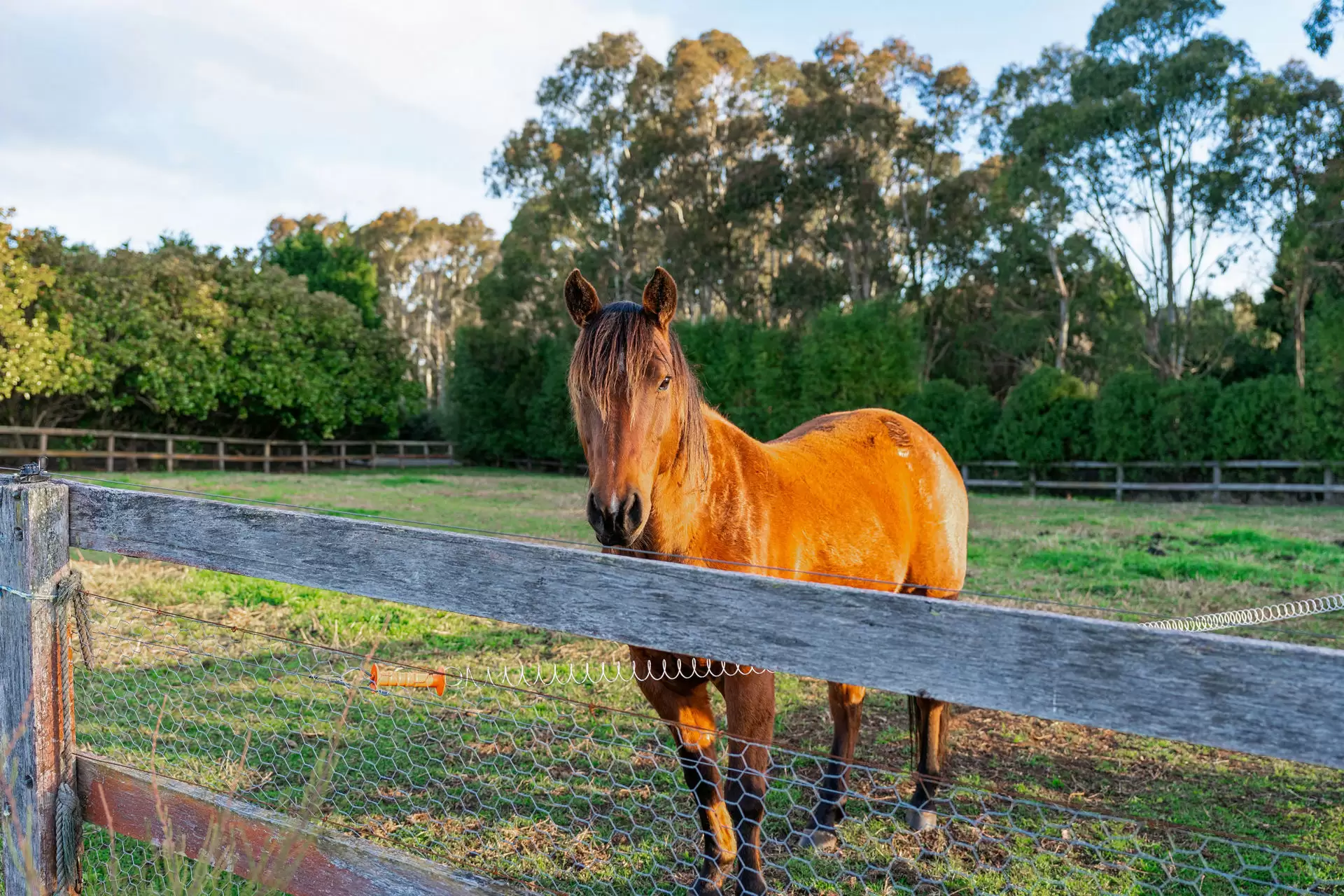 561 Range Road, Mittagong For Sale by Drew Lindsay Sotheby's International Realty - image 16